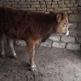 ŞWES OKŪZ TOHIM MAL