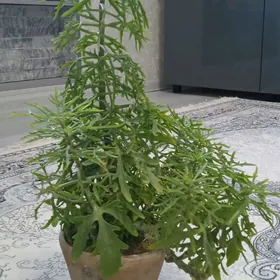 каланхоэ рассеченое