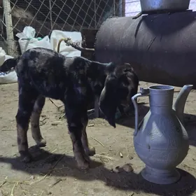 Pakistan arginal.owlaklar