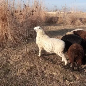 Satlyk Tohumlyk erkek mal