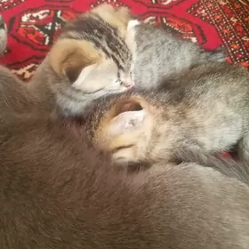 котята шотланд