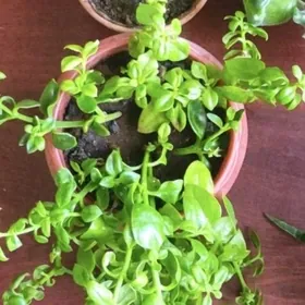 фиалка и традесканция