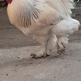 брама хораз