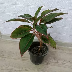 АГЛАОНЕМА КРИТ