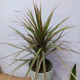 ДРАЦЕНА МАРГИНАТА