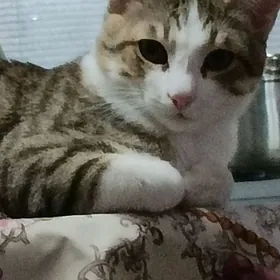 Котенок 7 месяцев