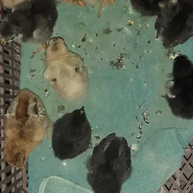 Brama, Jersi Jüýje