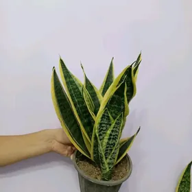 САНСЕВИЕРИЯ