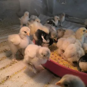 BRAMA WE BALGAR JUJELER