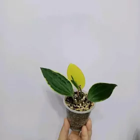 ХОЙЯ МАКРОФИЛЛА