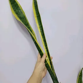 САНСЕВИЕРИЯ ГОЛД