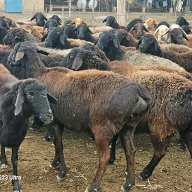 Оргинал гисар