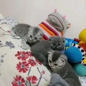 sotlan paroda pisikler