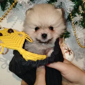 Померанский мини шпиц