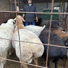 гисар кочкар