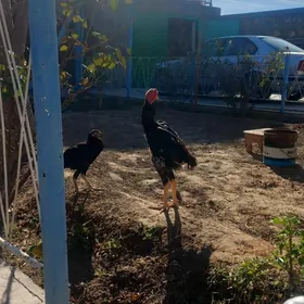 Baýsok horazlar we makiler