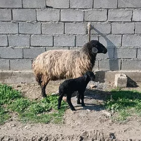 Garaköl guzyly goÿyn