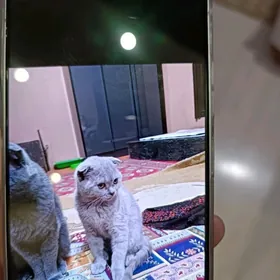 шотландские котята 2,5 месяца