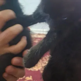 garaja pisik 2 aylyjak