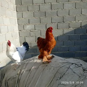 Horaz paroda lahmaty