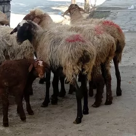 Guzli goýun gysyr goýun