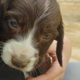 Awçy Güjükler Охотник