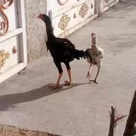 SATLYK HORAZ BILEN TOWUK