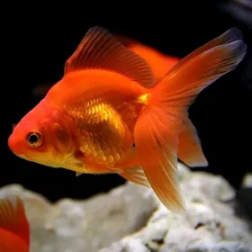 золотая рыбка