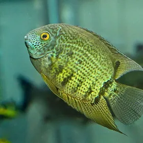 Цихломоза Северум