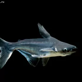 Пангасиус мини Акулы