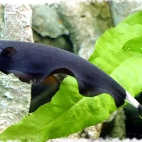 Черный нож (принц)