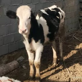 Galisteyin tuwe 1.2 ay