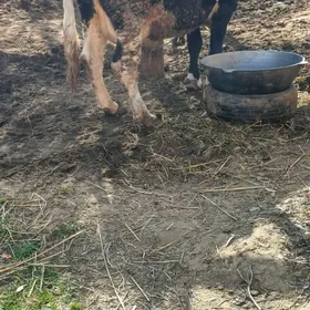 Bogoz Sagylýan Sygyr