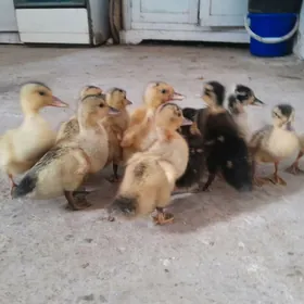 ördek jüýje gak gak ýaşyl baş