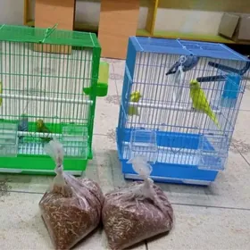 popugay sowgatlyk guslar