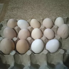 gigant we brama ýumurtgalary