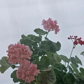 Satlyk otag gülleri