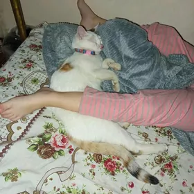 Домашние питомцы