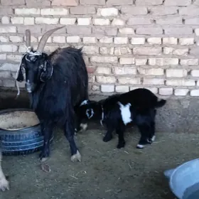 Owlakly  geçi boğaz geçi