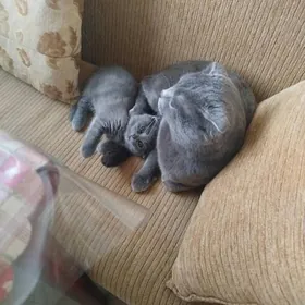 Продам котенка