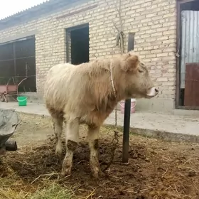 Öküz Gibrit 7 aýlyk