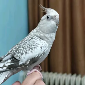 Korella Корелла попугай