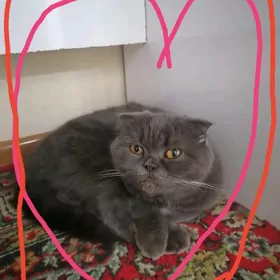 шотландская кошка