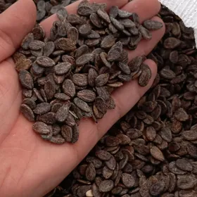 Asdrahan garpyzyň tohumy