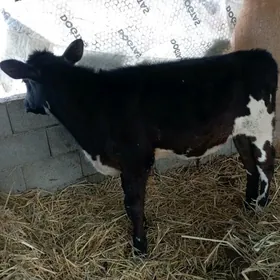 ÖKUZ KELEK ARGİNAL