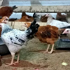 Tejen Jujeler 4 ay bolan