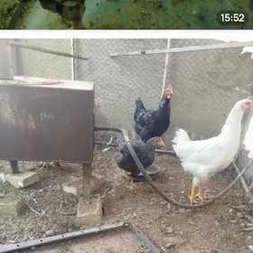 BAYES GIGANT AK HORIZ