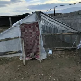 ṣtiller ýetiṣdirmek