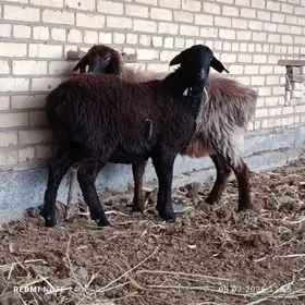 Goyunlar bogaz gysyr ba