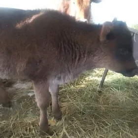 ири шахлы маллар